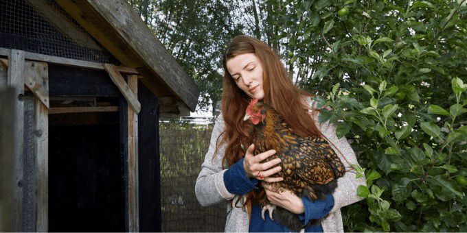 Alles over je kip Alles over je kip